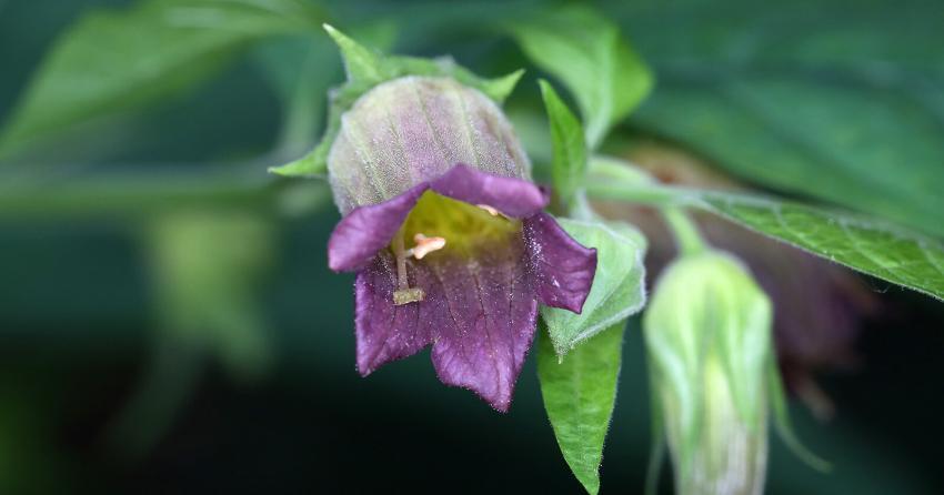 Die Tollkirsche (Atropa belladonna), eine Giftpflanze