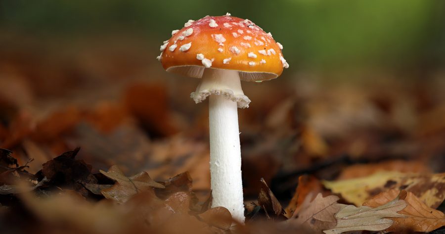 giftiger Fliegenpilz im Wald