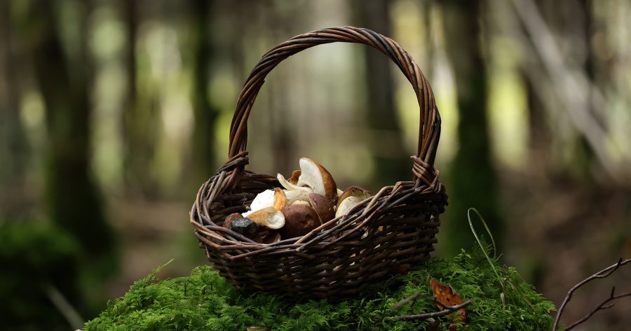 Ein Pilzkorb auf einem bemoosten Baumstumpf mit verschiedenen Speisepilzen wie Maronenröhrlingen und einem Steinpilz